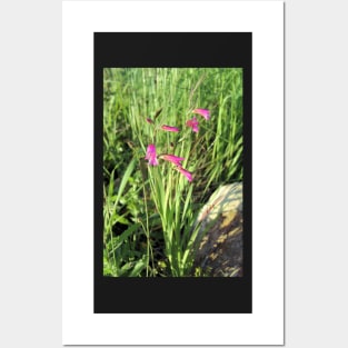 Gladiolus italicus Posters and Art